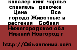  кавалер кинг чарльз спаниель -девочка › Цена ­ 45 000 - Все города Животные и растения » Собаки   . Нижегородская обл.,Нижний Новгород г.